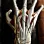 Modello anatomico della mano, vista dorsale con muscoli, tendini e vasi – biblioteca fam. Carli