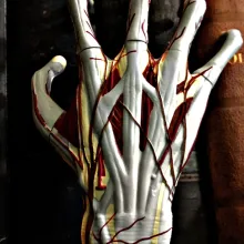 Modello anatomico della mano, vista dorsale con muscoli, tendini e vasi – biblioteca fam. Carli